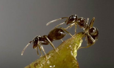 ant (lasius neglectus)