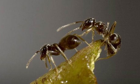 ant (lasius neglectus)