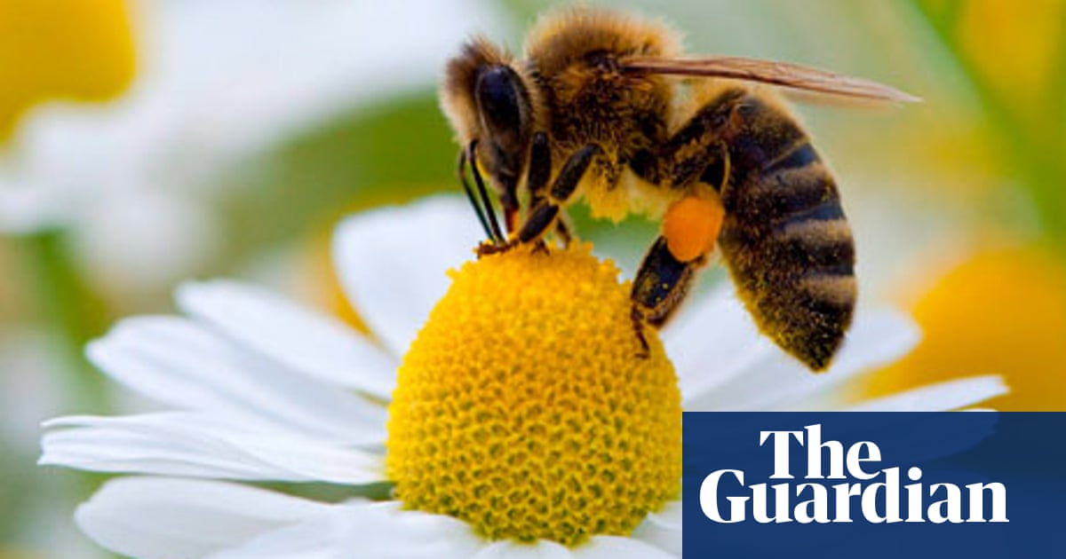 Protecting Endangered Bees News And Resources Round Up Teacher Network The Guardian