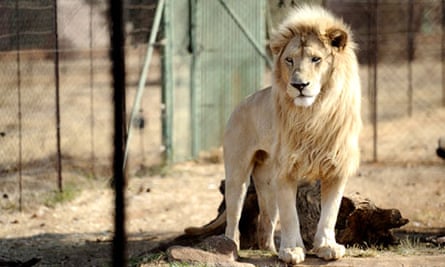 lion bred in captivity in south africa