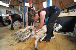 A group of female farm workers take part in a charity sheep shearing marathon at Newton Stewart Market, Scotland. The ten women are shearing more than 500 sheep to raise money for the town's Royal Highland Education Trust and local hospital.