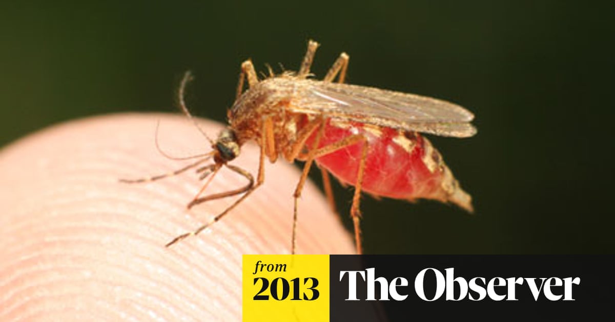 Climate changes could bring malaria to the UK