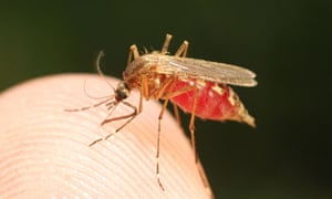 how is malaria diagnosed in the uk