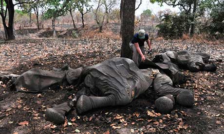 An elephant that was found killed for its ivory in Cameroon