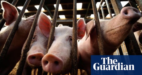 The animal welfare and antitrust issues behind America's cheap meat | Guardian sustainable business | The Guardian The animal welfare and antitrust issues behind America's cheap meat | Guardian sustainable business | The Guardian