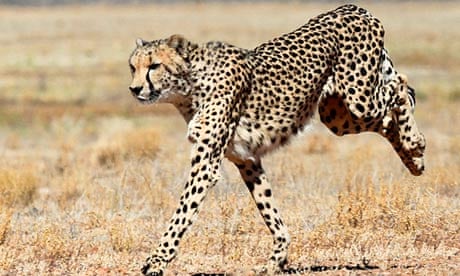 Did you know that a Cheetah has the sprint of a sports car