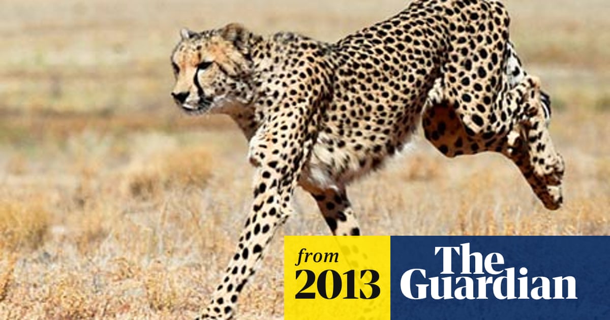 Cheetahs 'more powerful than a motorbike' | Animals | The Guardian