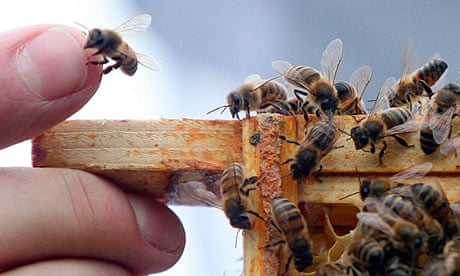 Are Honey Bees Attracted To Light? Bee Professor