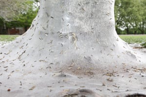 caterpillars in Cambridge: Ermine moth caterpillars cover trees