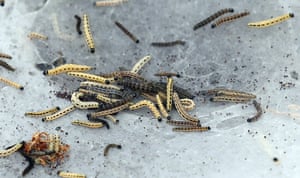 caterpillars in Cambridge: Ermine moth caterpillars cover trees