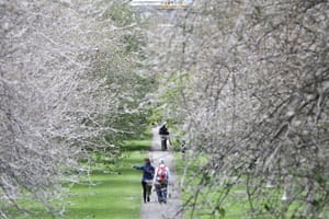 caterpillars in Cambridge: Park looks like horror film