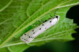 Caterpillar: Bird-cherry Ermine moth also called Spindle Ermine, Yponomeuta cagnagella