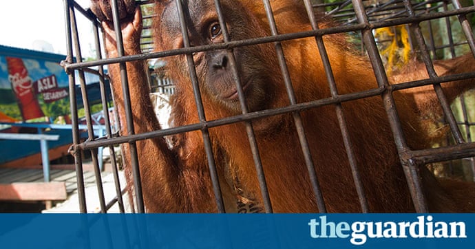 A tour round an endangered wildlife market in Indonesia – in pictures