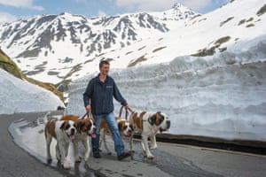 Saint Bernard dogs and a staff member of the Barry Foundation walk to the Great St. Bernard Pass (Col du Grand-Saint-Bernard) after returning from the winter quarters in Martigny, Switzerland.