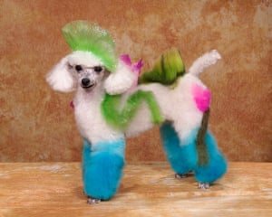 Colourful dogs: Crazy Dog Grooming Competition