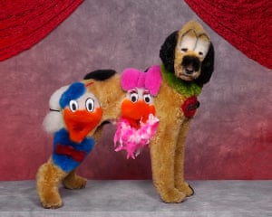 Colourful dogs: Crazy Dog Grooming Competition