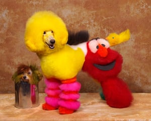 Dog Grooming Competition In Pictures Life And Style