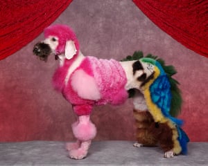 Colourful dogs: Crazy Dog Grooming Competition