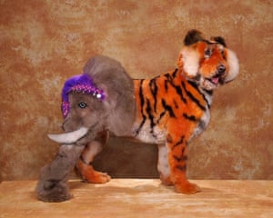 Dog Grooming Competition In Pictures Life And Style