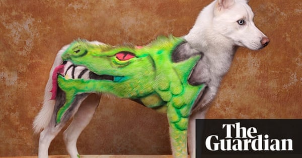 Dog Grooming Competition In Pictures Life And Style