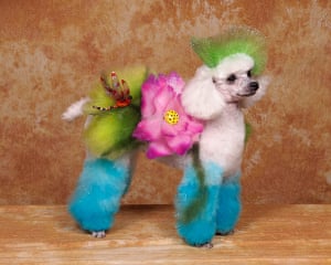 Dog Grooming Competition In Pictures Life And Style The Guardian