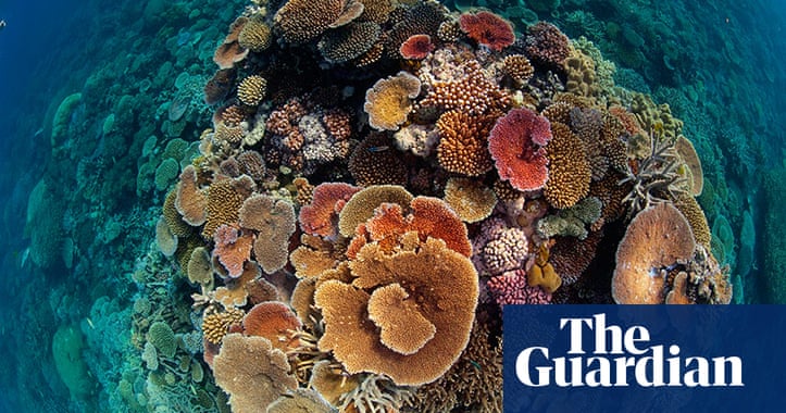 The Great Barrier Reef we stand to lose – in pictures | Environment ...