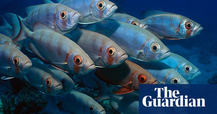 The Great Barrier Reef we stand to lose – in pictures