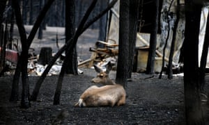 A deer lies in ash near the ruins of a home in Colorado Springs, Colorado.