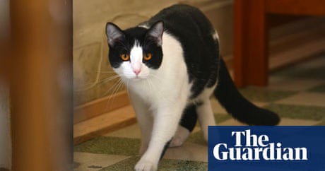 Cat stands for election in Mexican city