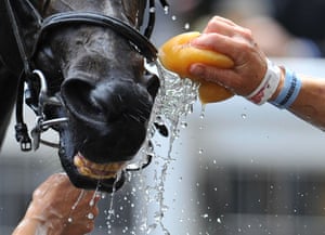 A racehorse is cooled down after competing on the fourth day of the Royal Ascot.