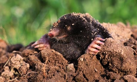 mole looking out of molehill / Talipidae