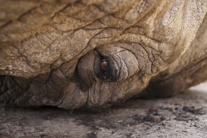 20 Photos: A close-up view of a sedated elephant's eye in central Kenya