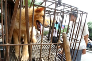 A dog waits to be sold for meat in a market in Yulin in south China's Guangxi Zhuang Autonomous Region. At least 10 million dogs are believed to be killed for consumption of their meat in China annually, predominantly in South China and Northeast China, according to Humane Society International. Last year, a dog meat festival in Jinhua City, Zhejing province ended after opposition from Chinese animal groups.