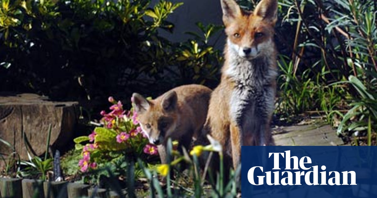 How Can I Get Rid Of Foxes Life And Style The Guardian
