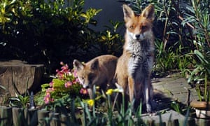 My Battle With The Urban Fox Environment The Guardian