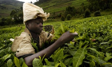 (FILES) A young tea picker works 15 Marc