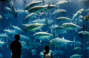A boy and a girl look at Pacific bluefin tuna fish swimming in an aquarium in Tokyo, Japan.