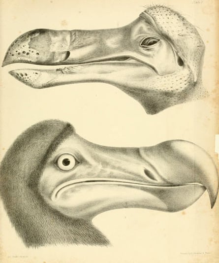 Illustration from Strickland and Melville’s 1848 monograph on the dodo