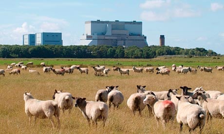Sheep in front of Hinkley Point nuclear power station
