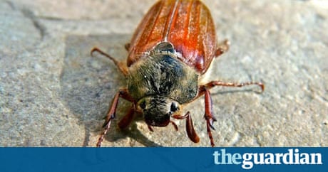Bugs Fb Bm | country diary wenlock edge may bug arrives in june after Bugs Fb Bm | country diary wenlock edge may bug arrives in june after
