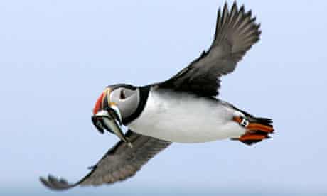 Atlantic Puffin Population Is In Danger Scientists Warn Wildlife The Guardian Atlantic Puffin Population Is In Danger Scientists Warn Wildlife The Guardian
