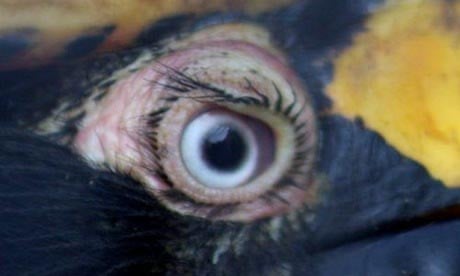 'Eyelashes' on a hornbill. These are in fact short and bristle-like feathers