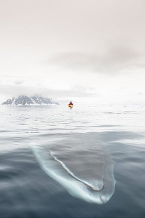 sea-kayaking: Enormous Minke Whale Swims Under Unsuspecting Kayaker