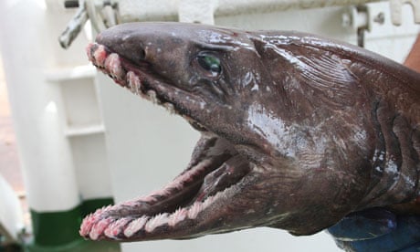 Frilled shark head