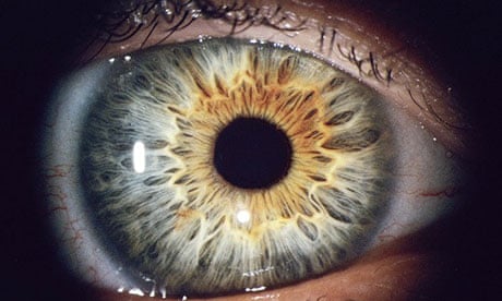 The human eye and eyelid