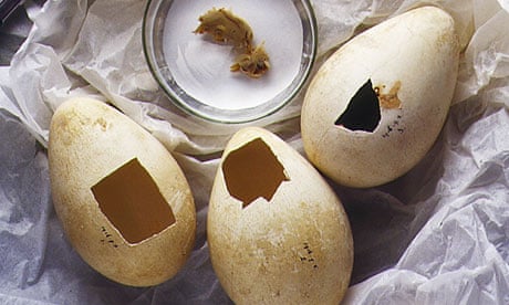 Emperor penguin eggs collected in Antarctic