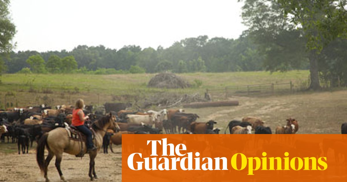 I Am A US Cattle Rancher What Do You Want To Know Amelia