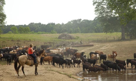 I Am A Us Cattle Rancher. What Do You Want To Know? | Amelia Kent | The  Guardian