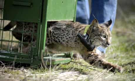 A lynx born in captivity is released into the wild in Andalusia, Spain