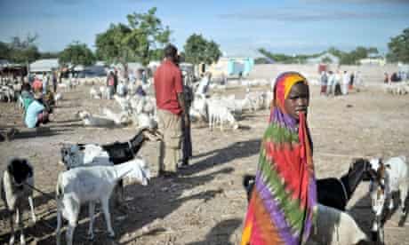 Bakara animal market in Mogadishu, Somalia